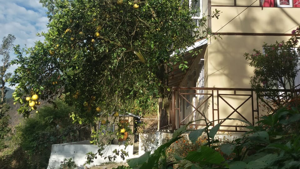 pomelo fruit in the property