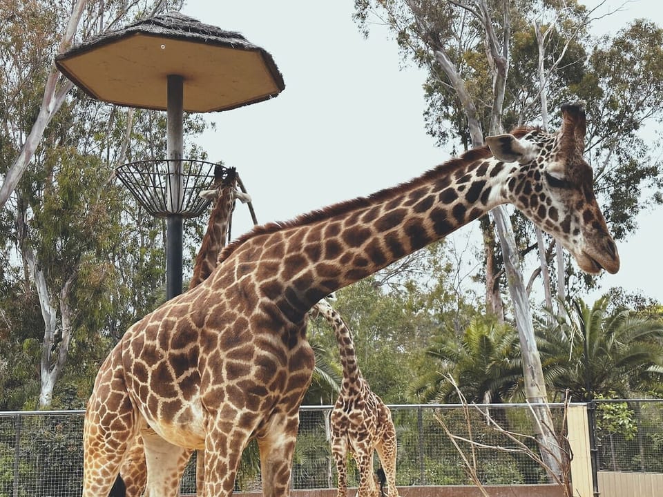 20 Minutes from the world-famous San Diego Zoo.