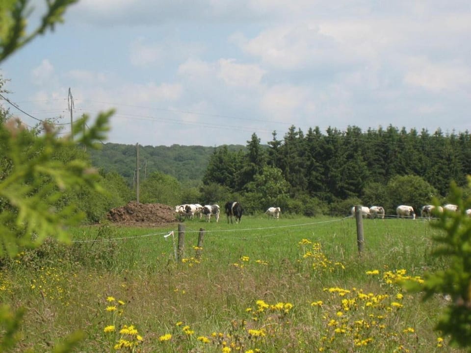 Region [summer] (>5 km)