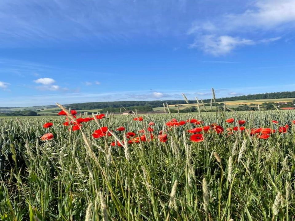 Region [summer] (>5 km)