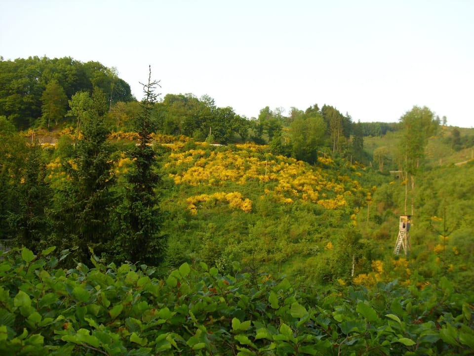 Immediate Surroundings [summer] (<1 km)
