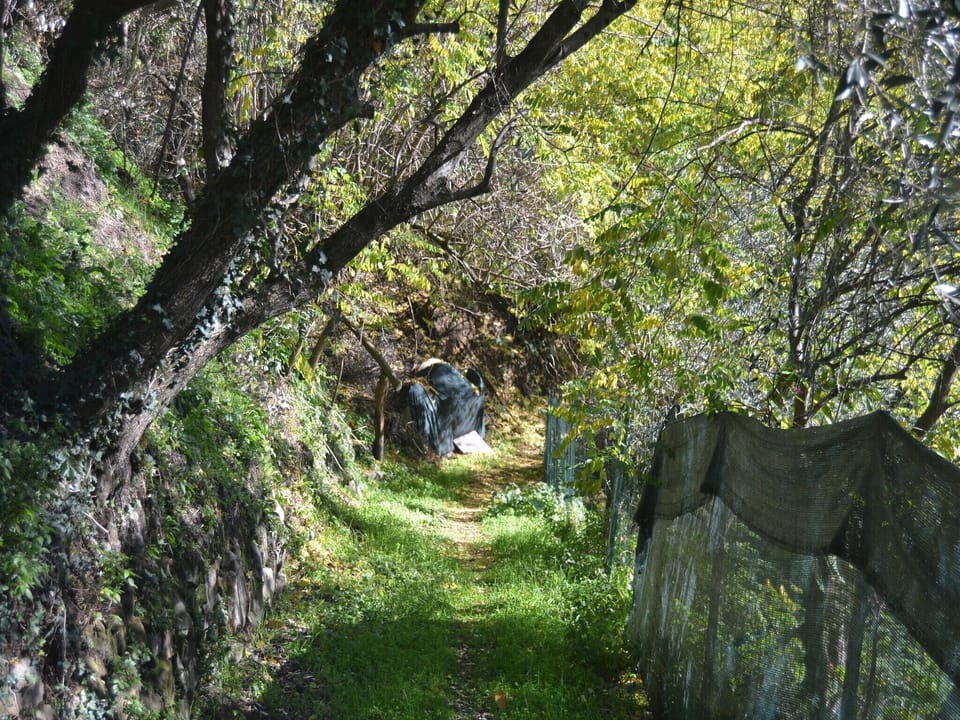 Immediate Surroundings [summer] (<1 km)