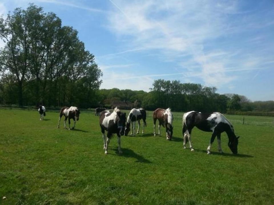 Region [summer] (>5 km)