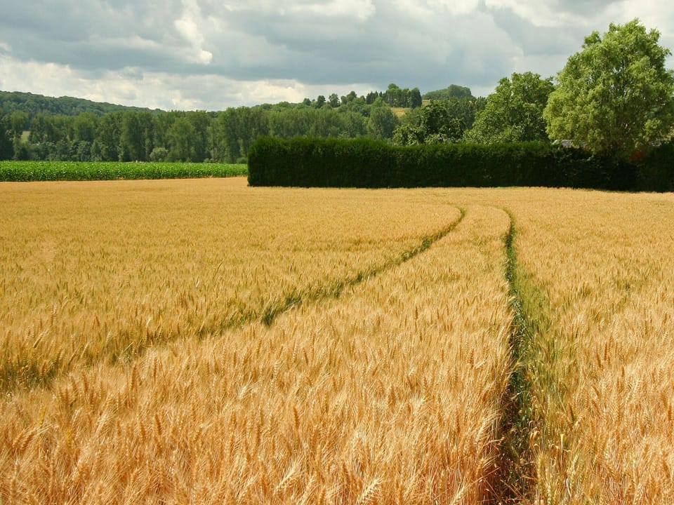 Immediate Surroundings [summer] (<1 km)