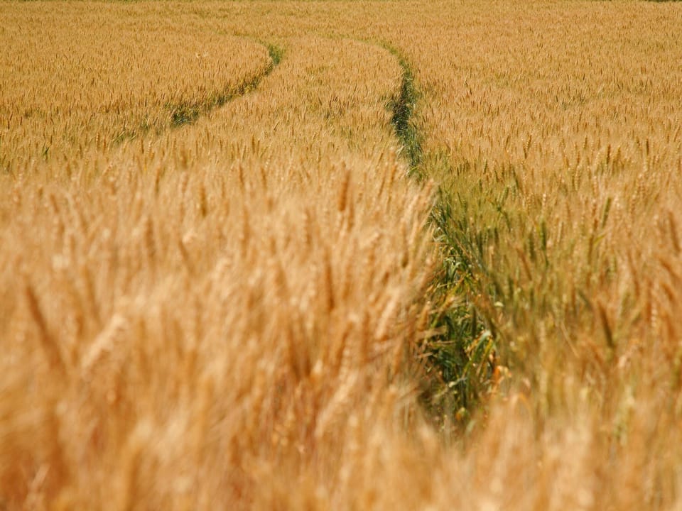 Immediate Surroundings [summer] (<1 km)