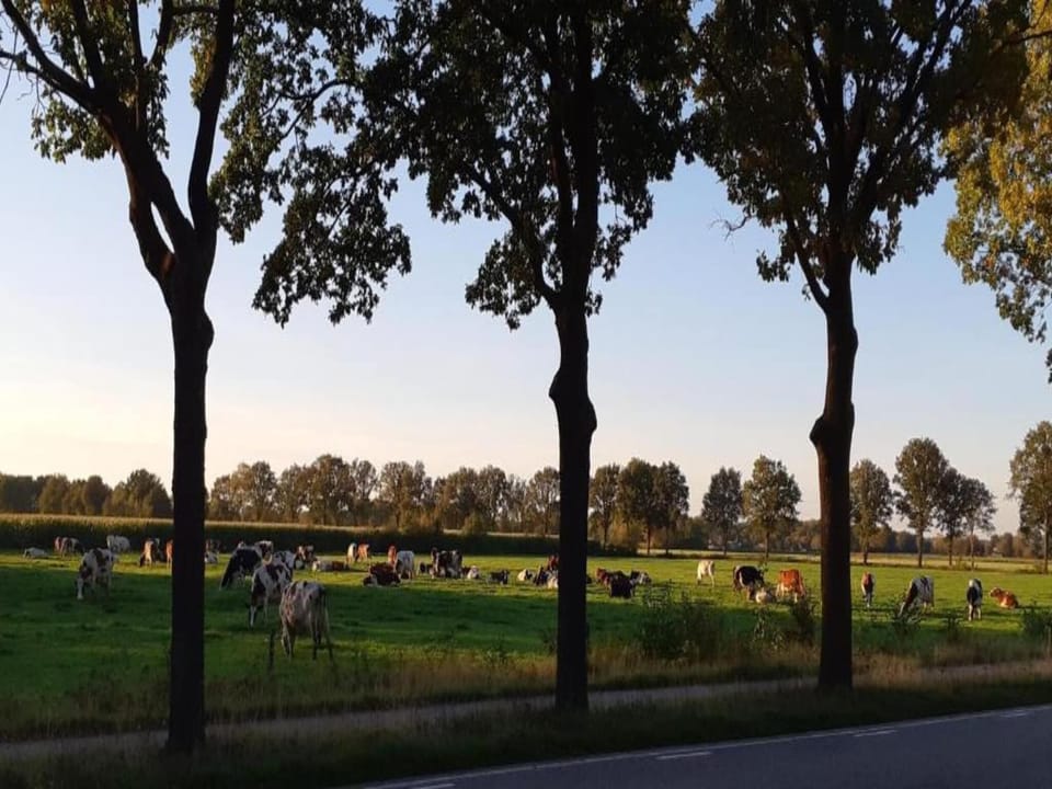 Region [summer] (>5 km)