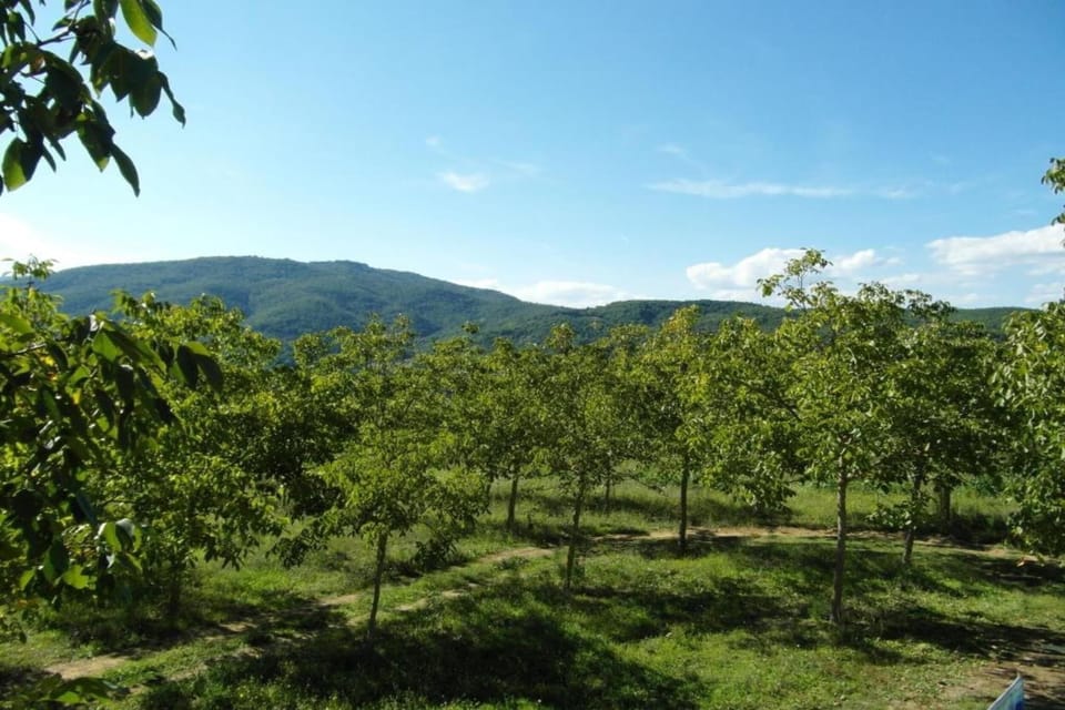 Surroundings [summer] (1-5 km)