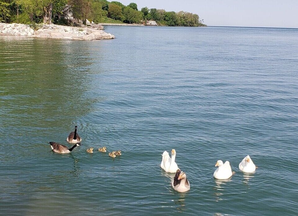 The lake is a short walk away - this is just beside Queen's Royal Park