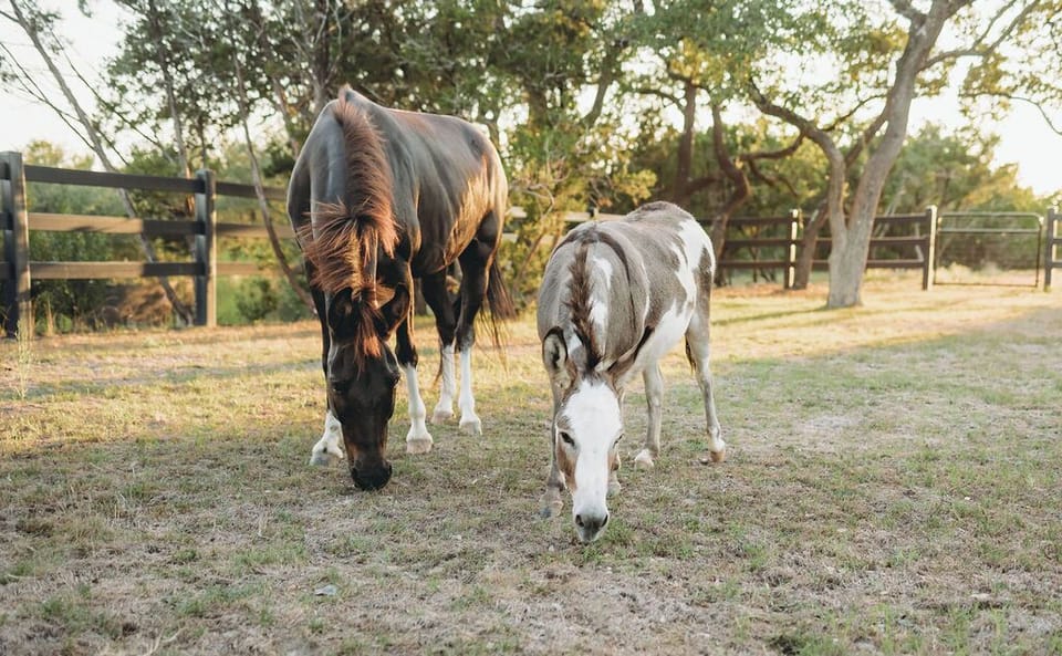 Our mini donkey and mule! You're welcome to pet or feed them (from outside of the fenced area) at your own liability and risk.