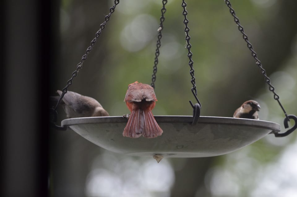 So many different birds . . . 