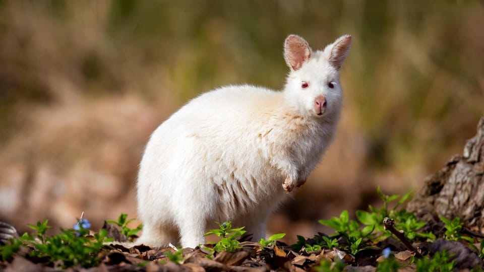 Cloudy Creek Cottage