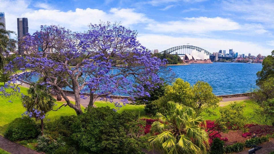 A splash of purple by the harbor. 