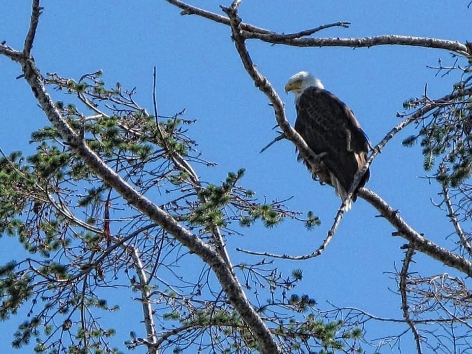 Local eagles, often seen perched on the two eagle trees on the property 