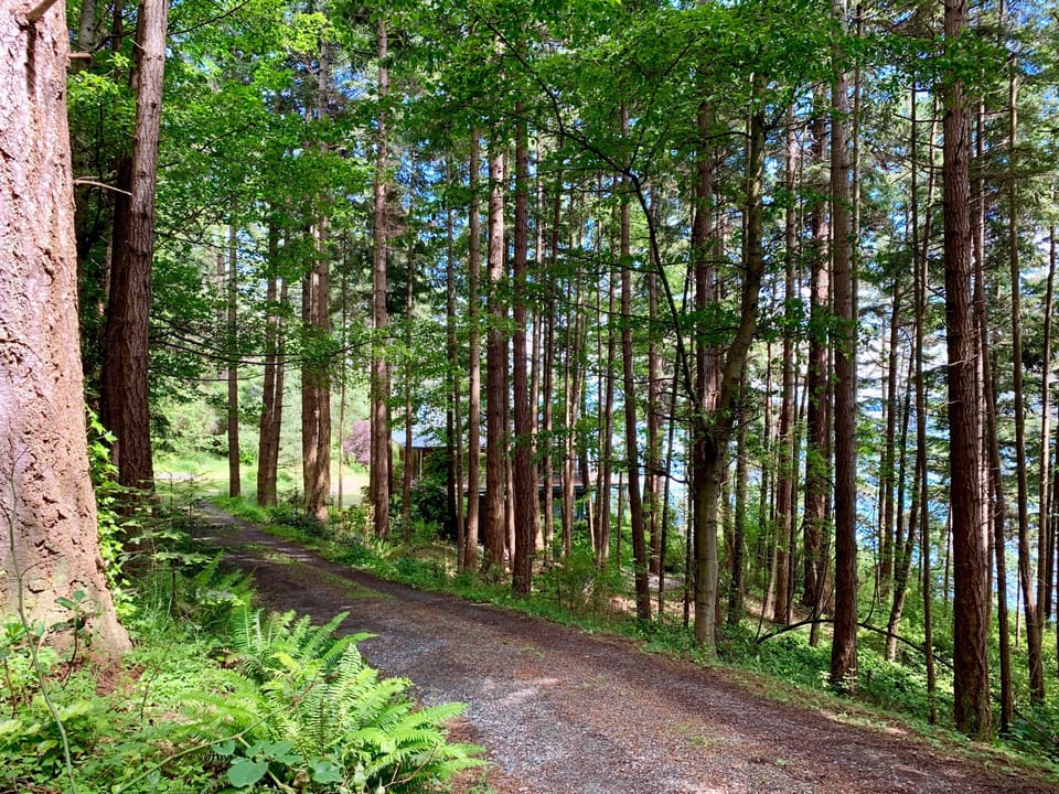 Driving into Seaside Dream with evergreen trees lining the oceanfront driveway.