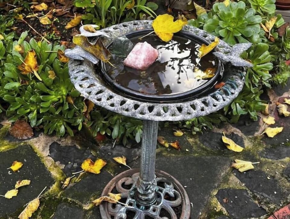  Squirrels and birds ask to share the space