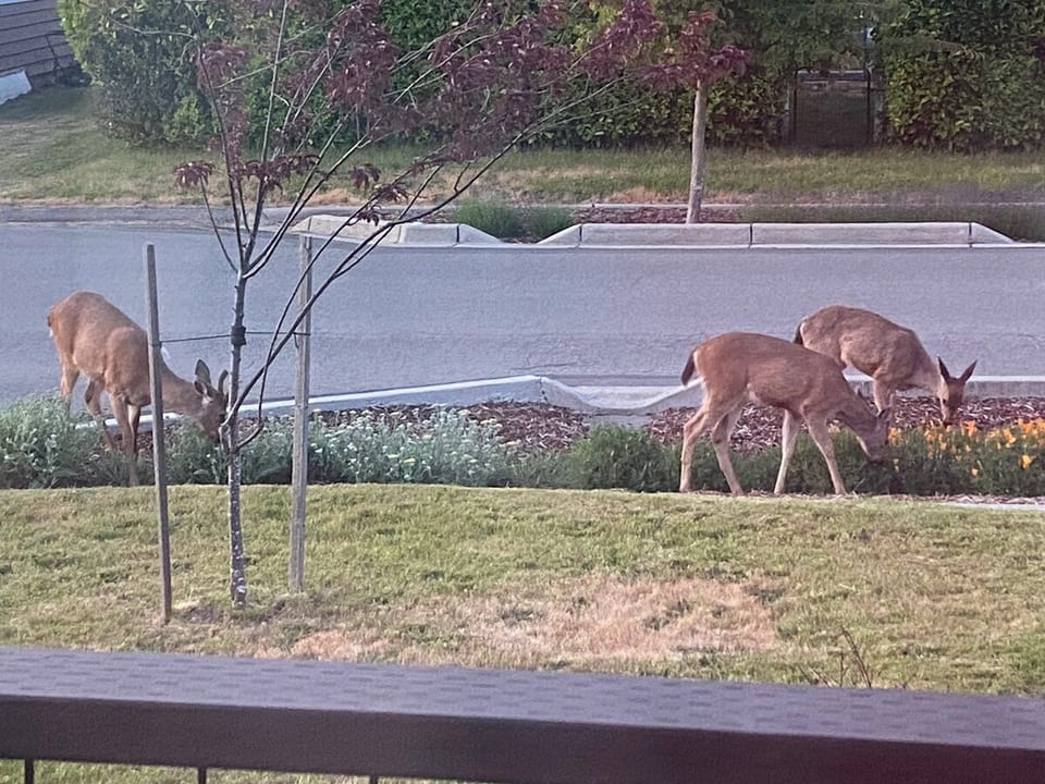 Deer commonly seen in the yard