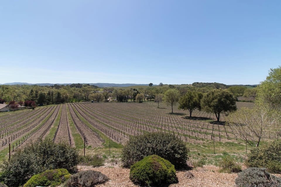 The vineyard behind the Hive Vista