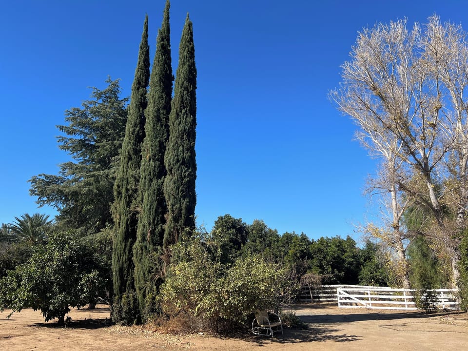 Vast space in the backyard to enjoy. A full one acre gated and fenced property. 