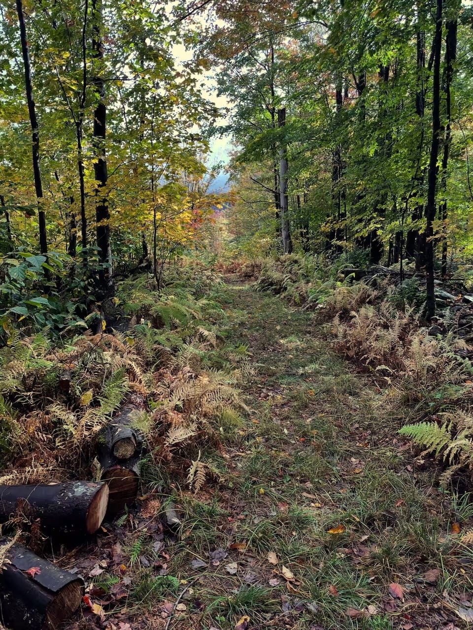 An old logging road runs along the edge of the property.