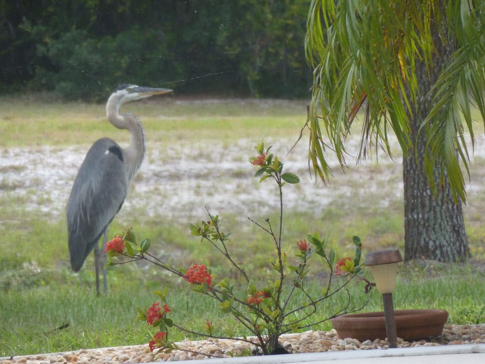 Heron in the Garden