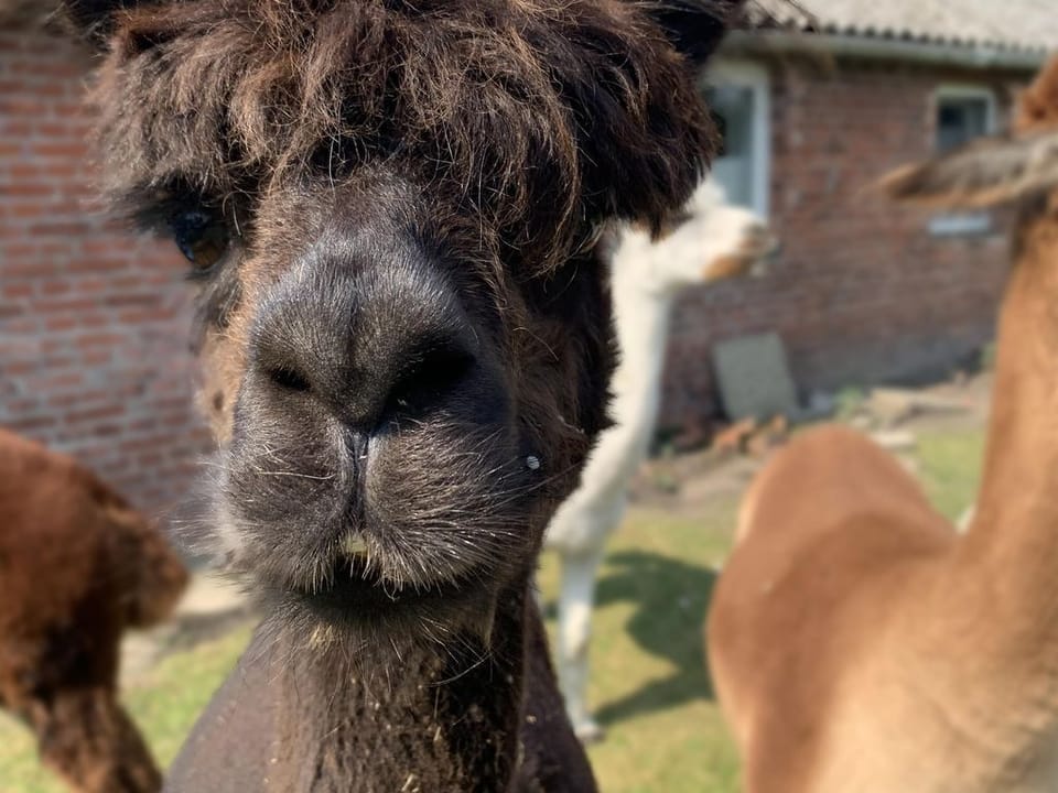 Miscellaneous