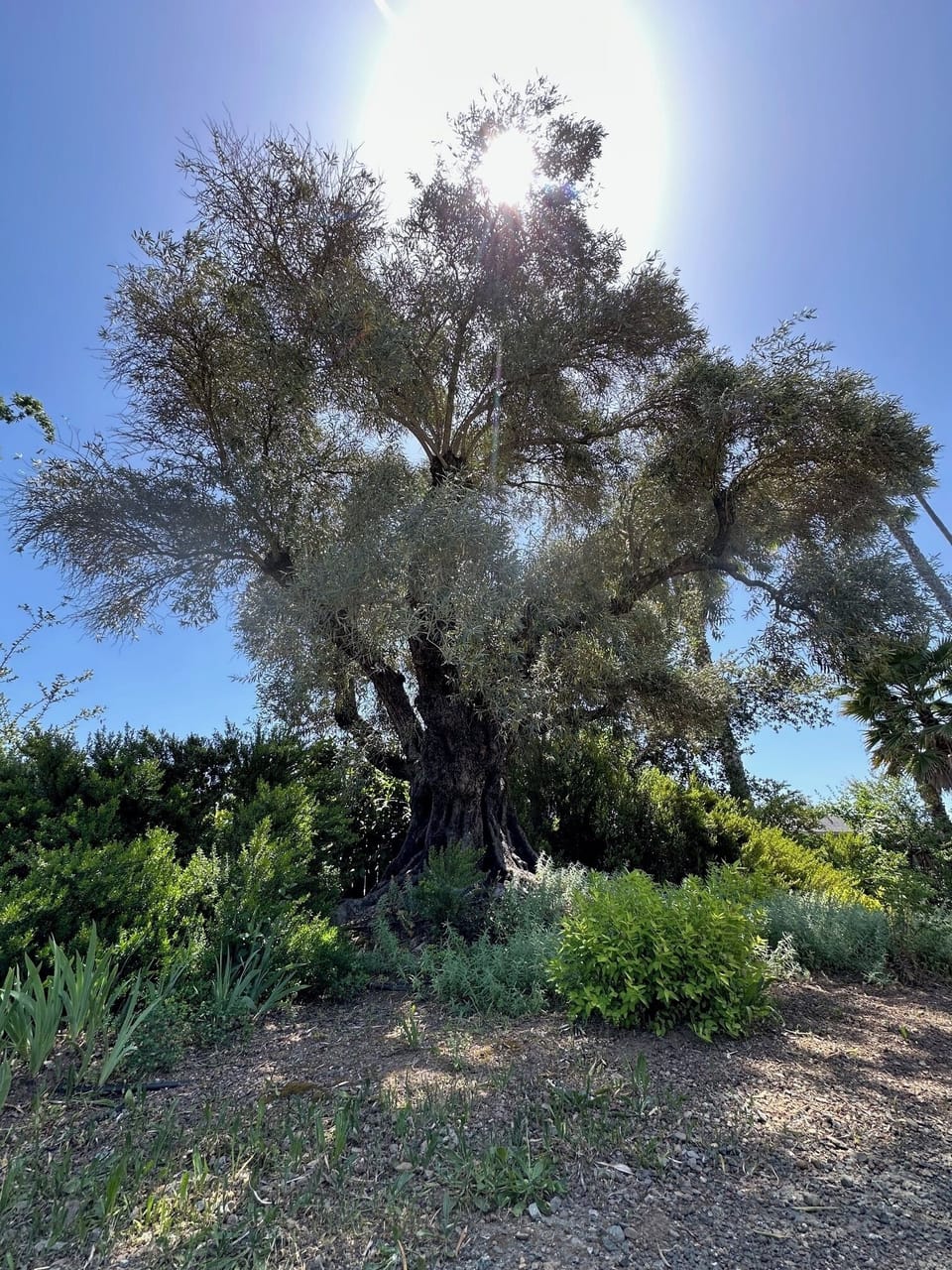 Landscape includes a majestic, ancient olive tree.