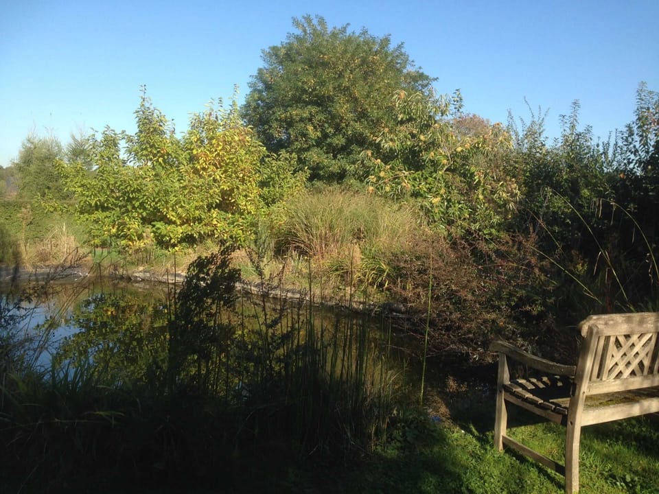Lake view