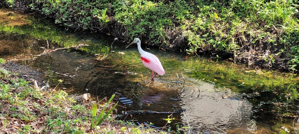 Wildlife at the Meadows