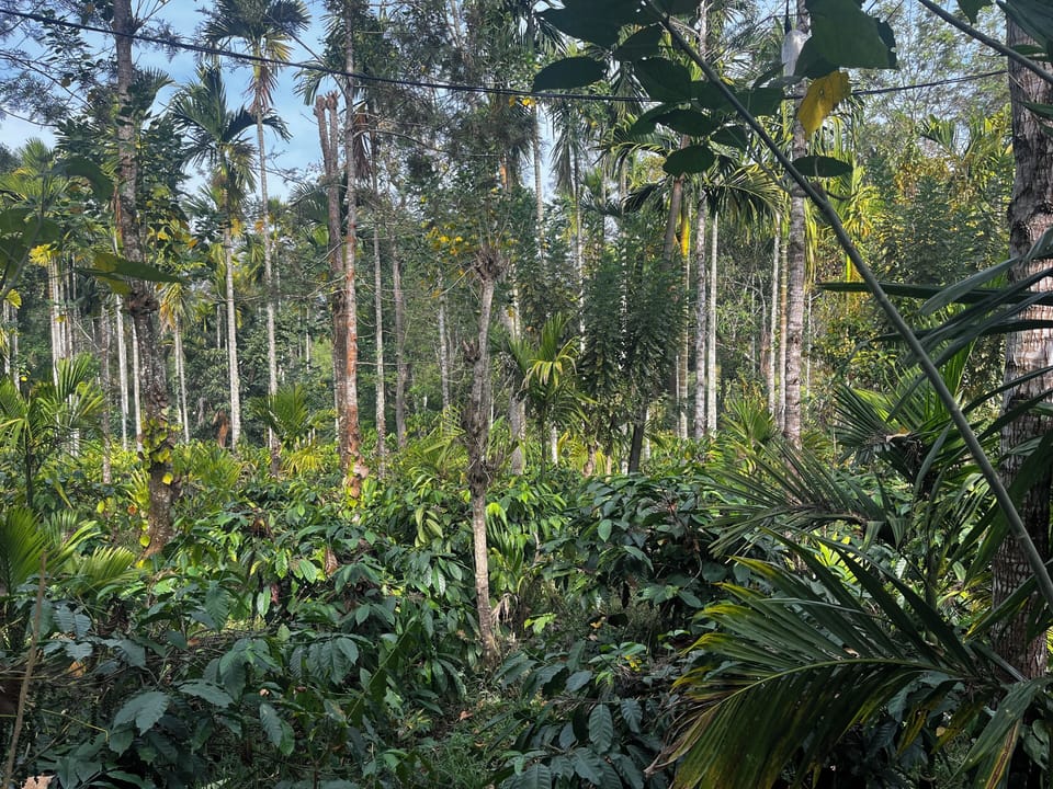 Coffee Plantation