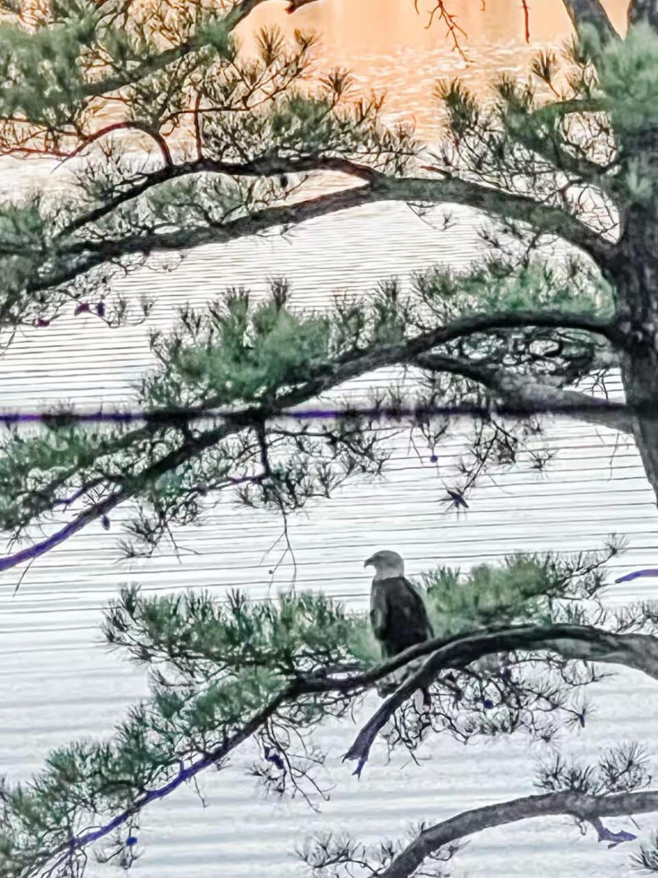 Bald eagle spotted off back deck multiple times!