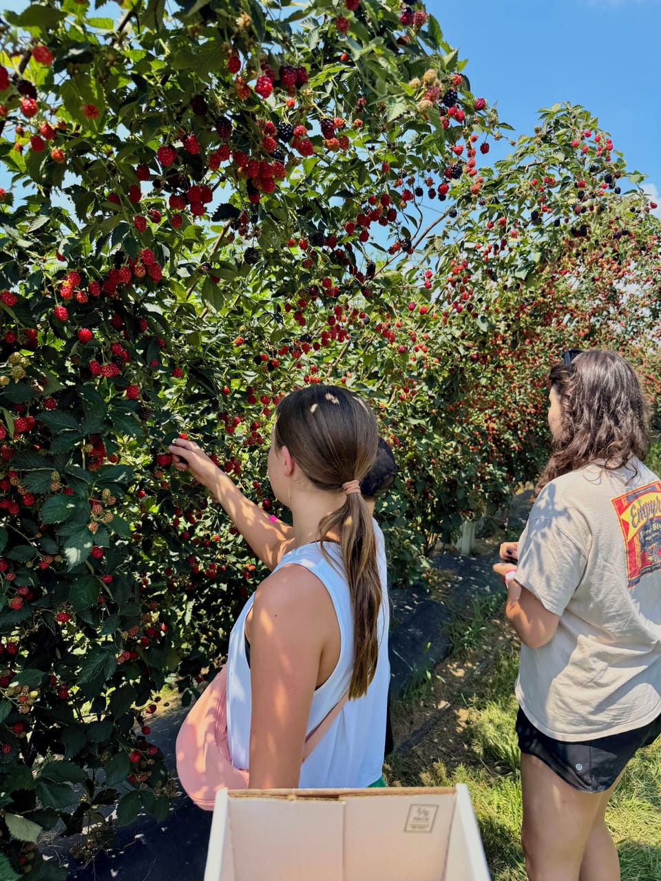 Enjoy a pick-your-own strawberry experience 
