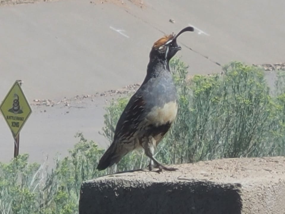 Gambrel Quail on back wall. 