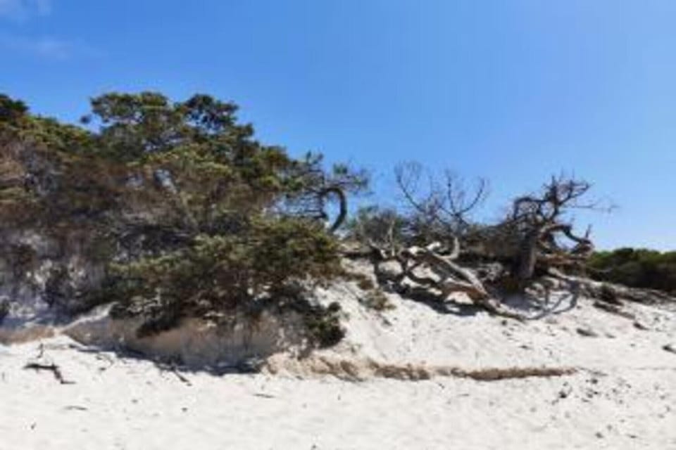 Region [summer] (>5 km)