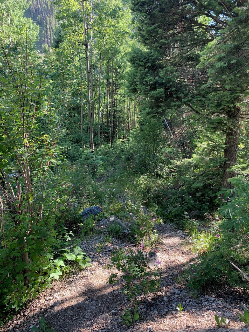 Mountain forest view