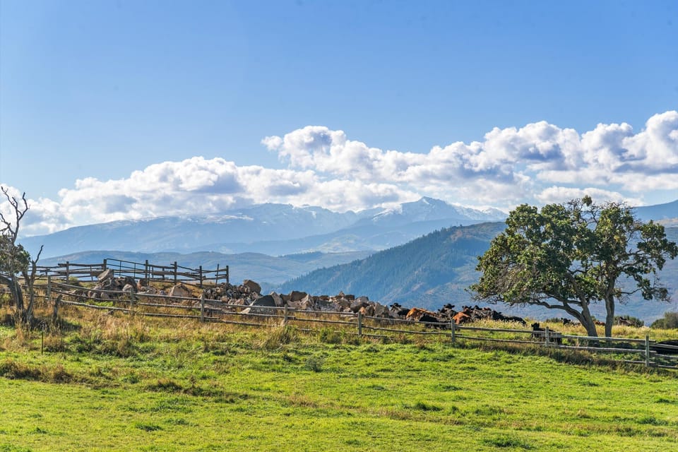 Views of mountains and cattle
