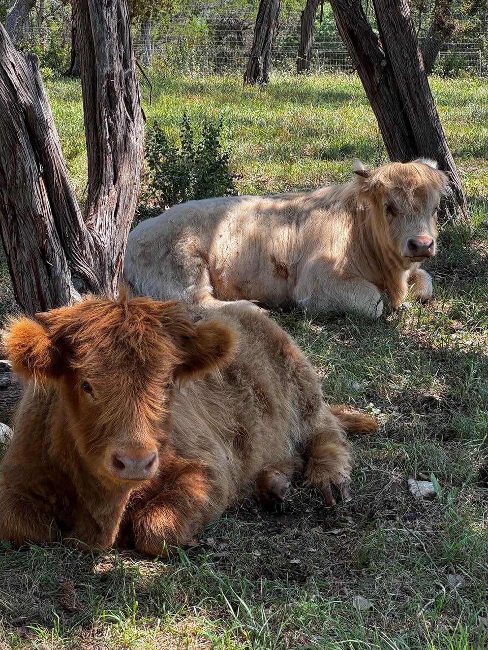 You’ll get to see them when you stay with us!