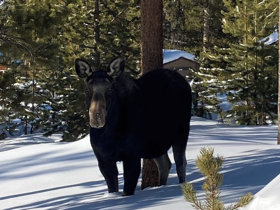 These neighbors pop by to say hello. Please don't let your dogs talk to them ;)