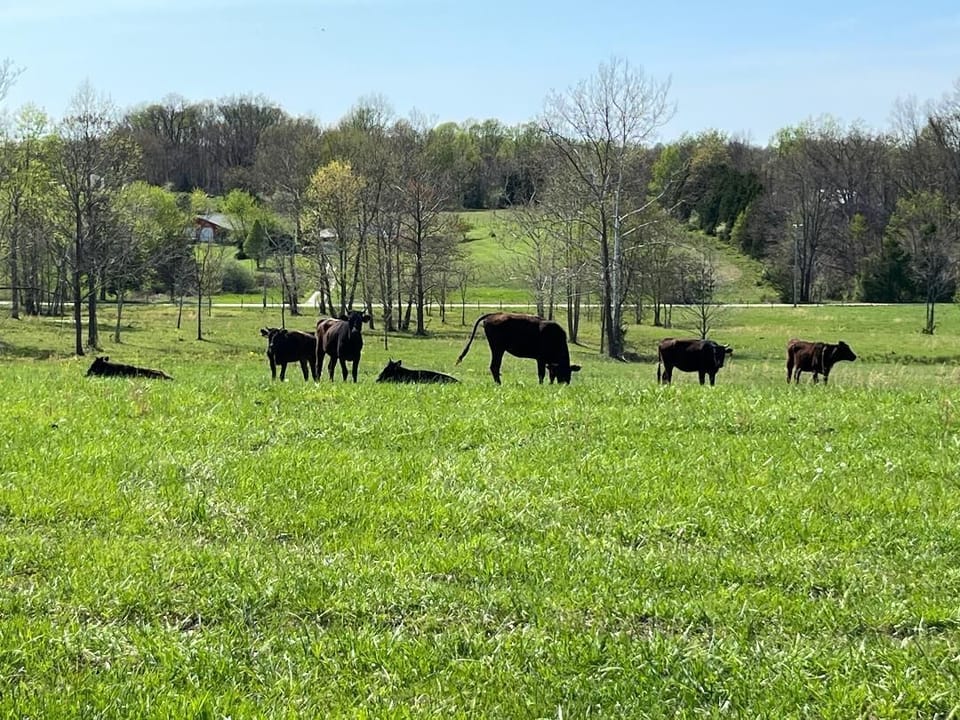 our Wagyu cattle