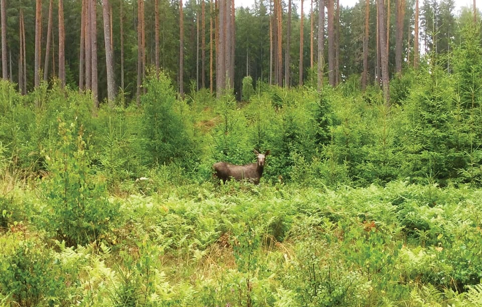 area