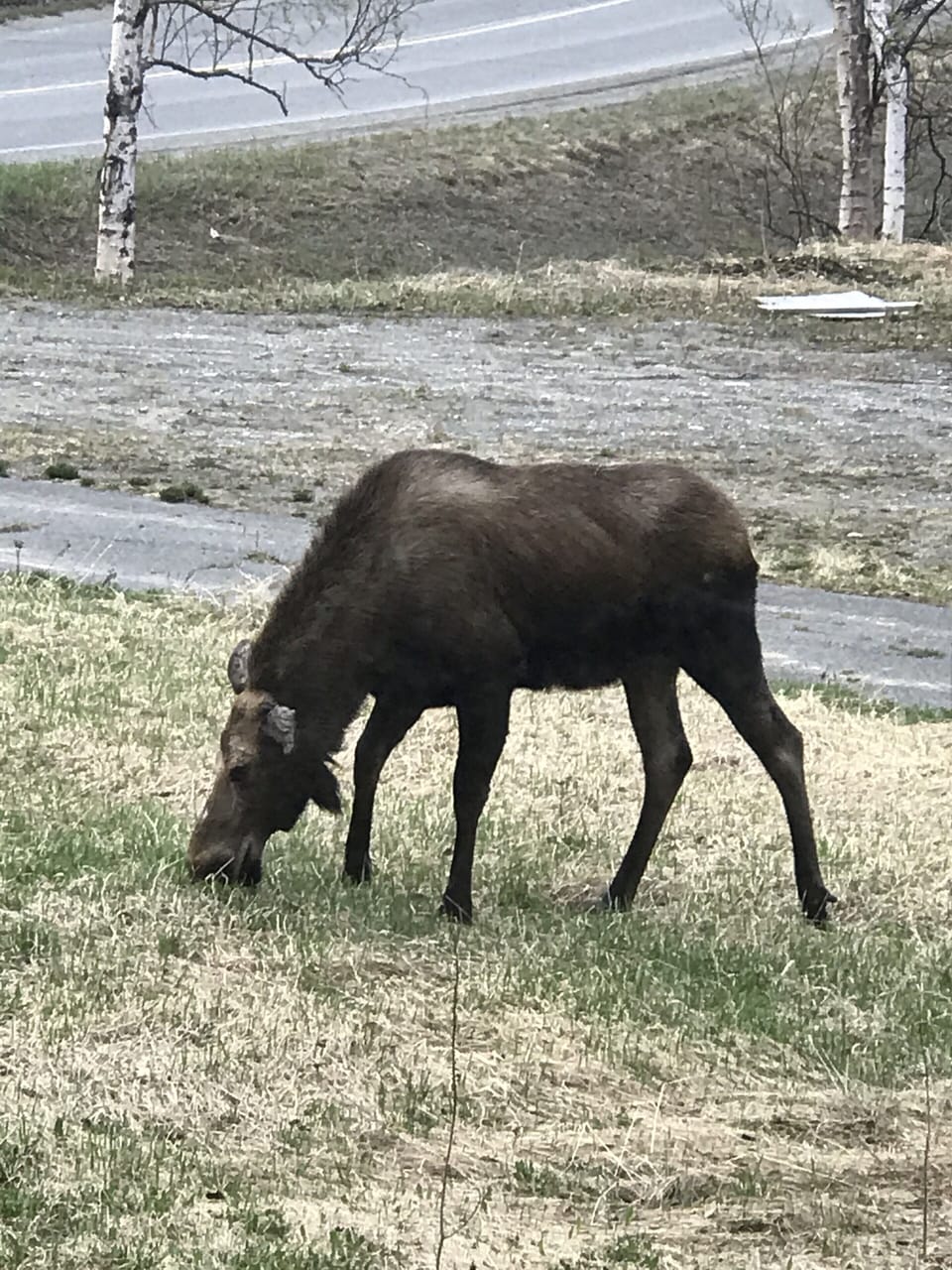 Moose having a snack in the front yard