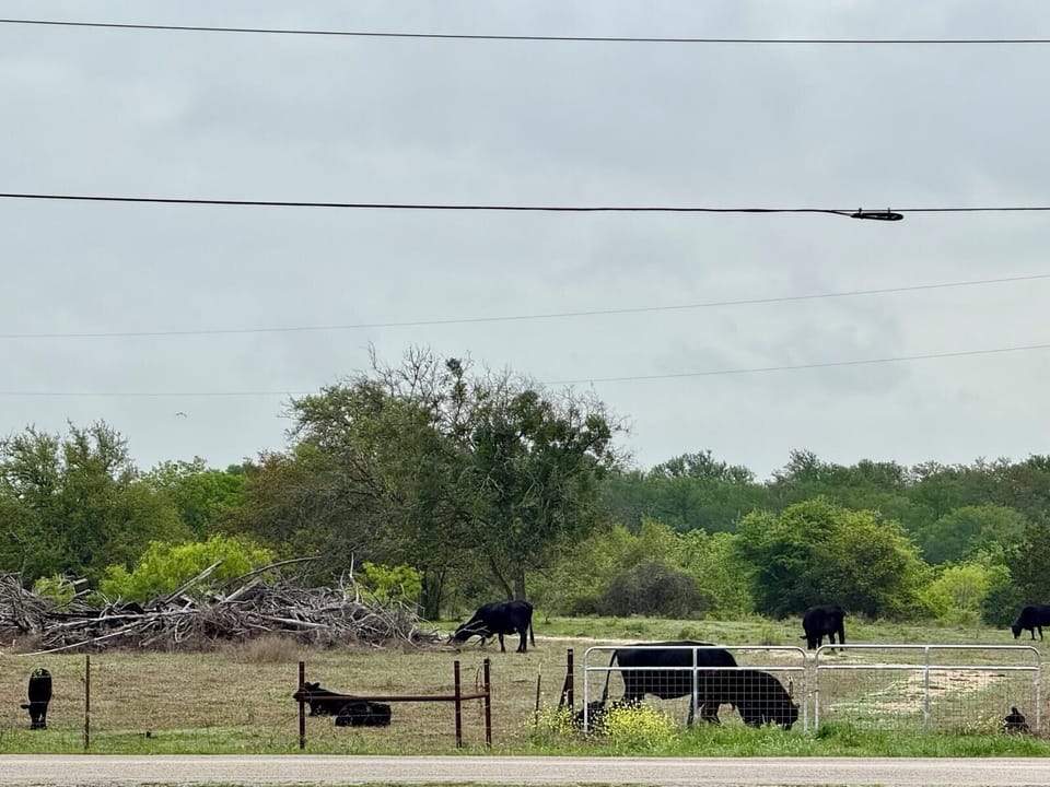 Cattle grazing at the fence line across the road in the evenings
