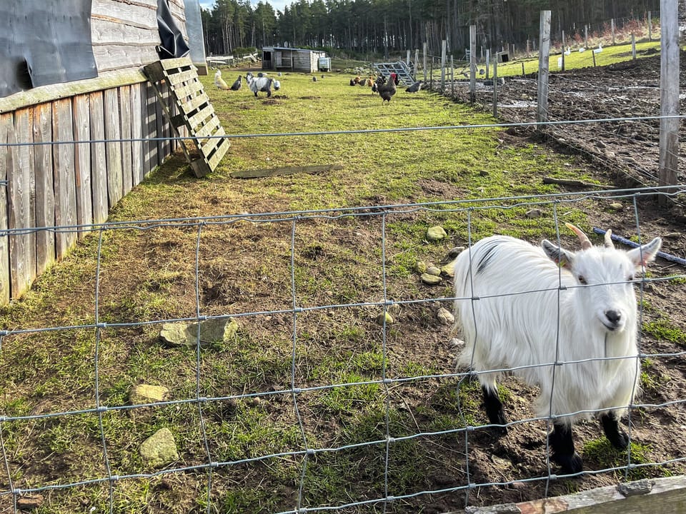 Outdoor | Honeysuckle Bale Cabin - Straw Bale Cabins, Dallas