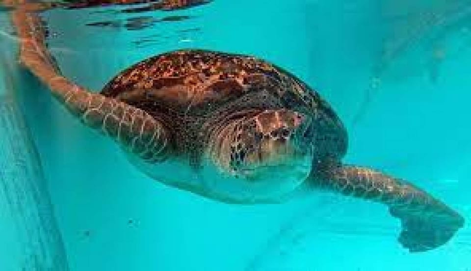 The Turtle Hospital is a small non-profit organization dedicated to the rehabilitation of endangered sea turtles