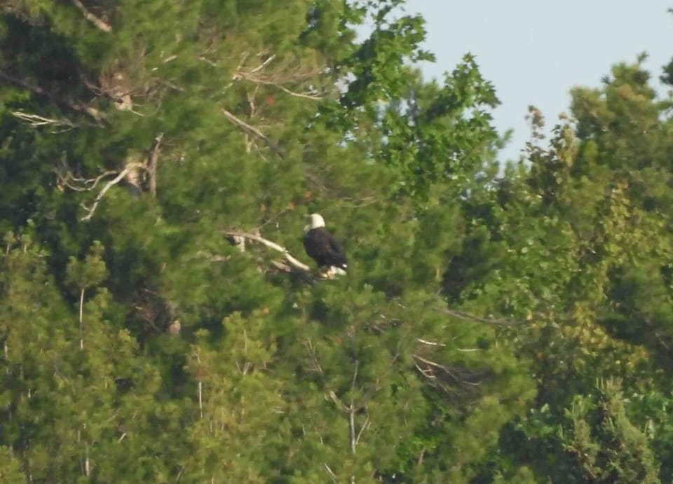 2023 guests took this picture of our bald Eagle! There are 2 young eagles that live on the property too. 