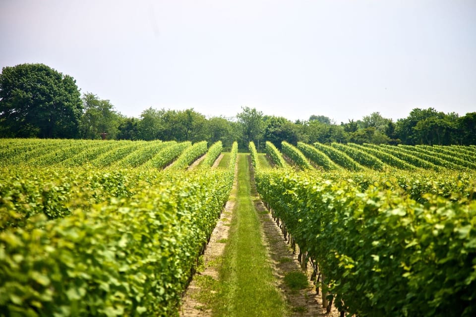 In the middle of the North Fork's vineyard country