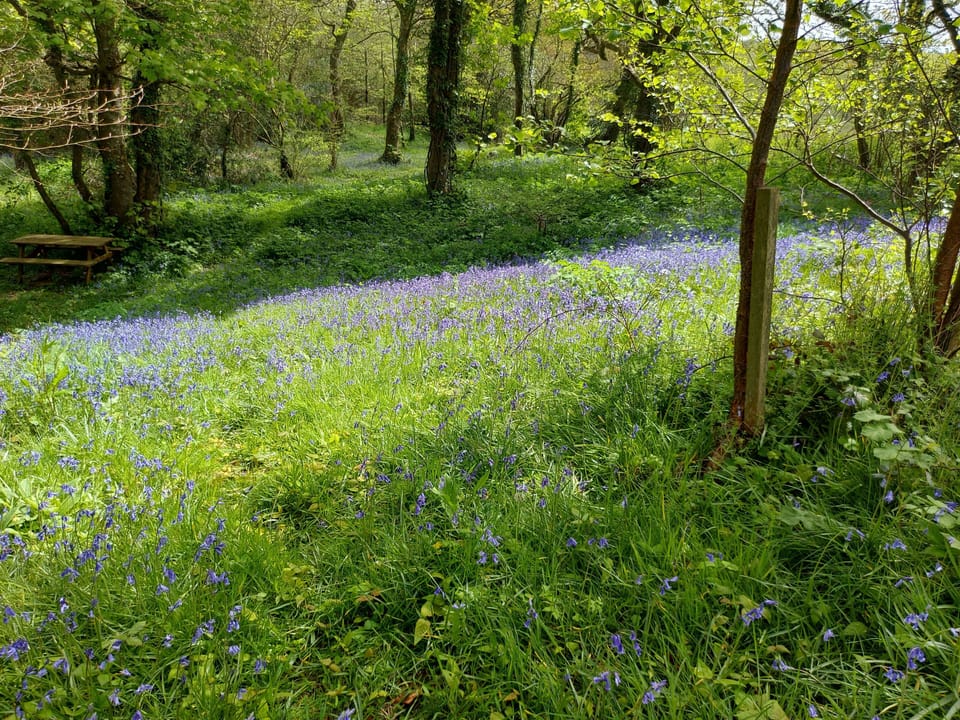 Little Owl, Newquay: Encompassed by 20 acres of private land