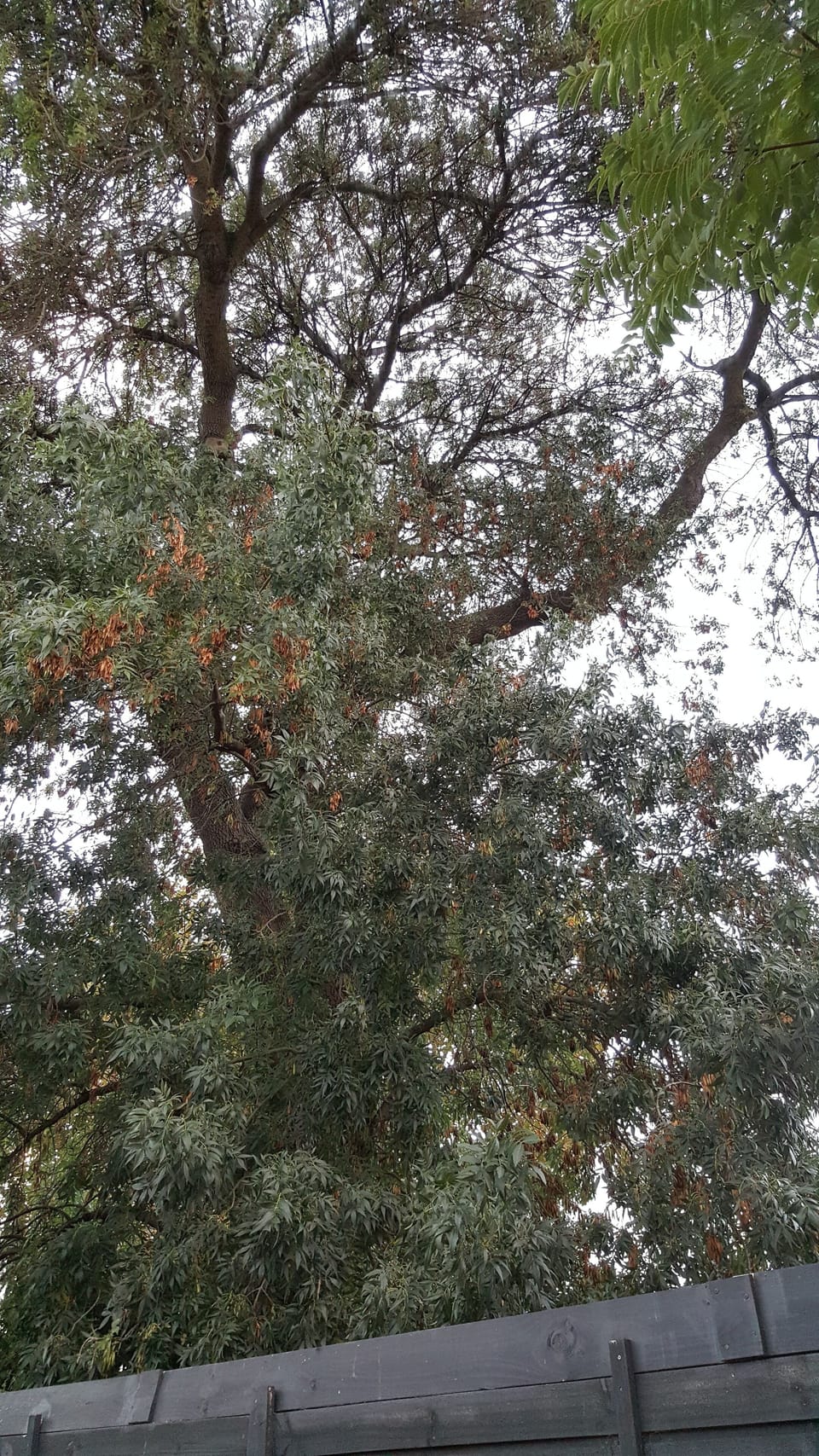 Tree view from patio and bedroom