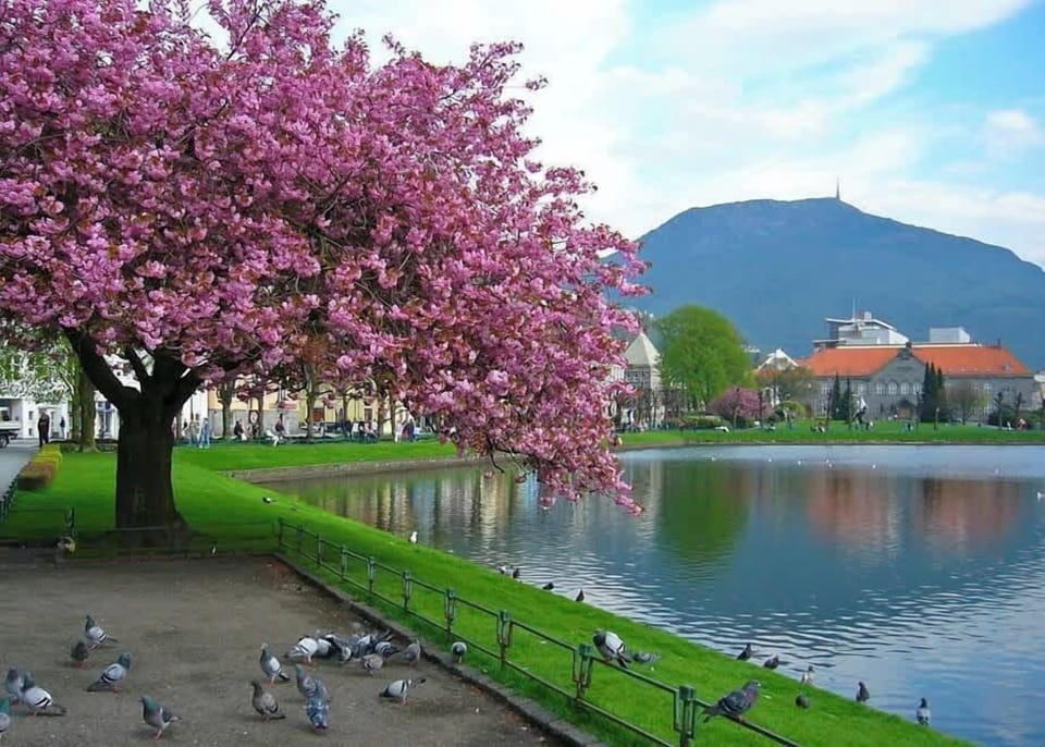 Small Lungegårds lake (Lille Lungegårdsvann) in the city centre, with the Japanese Cherry trees in their characteristic pink blossoming.