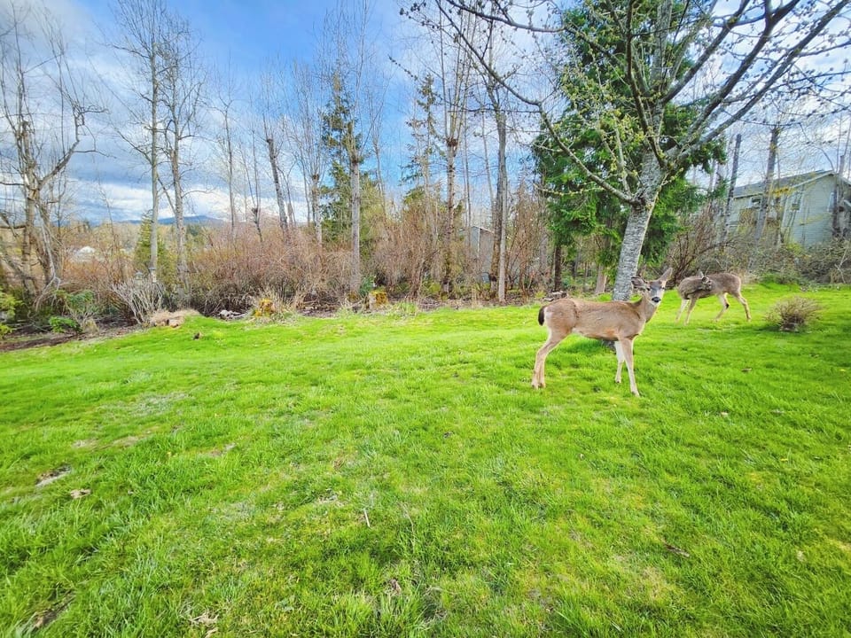 Family of deer lives right next door!