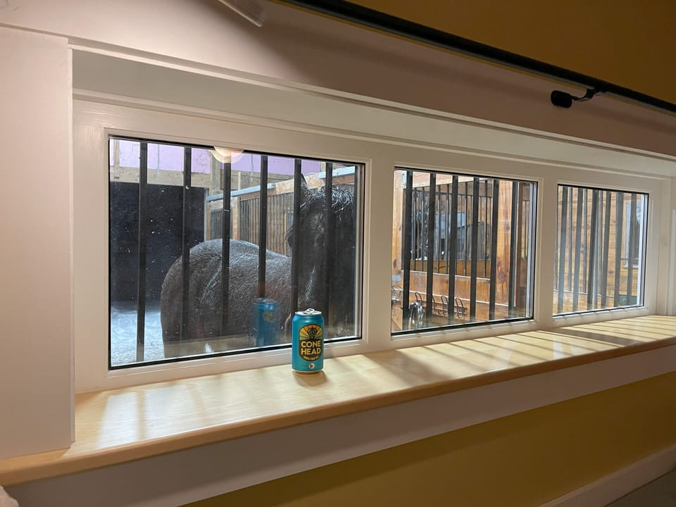 Nosey horse looking in